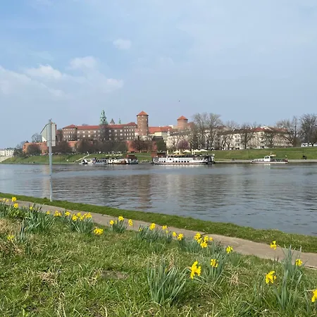 Mimosa * Kraków