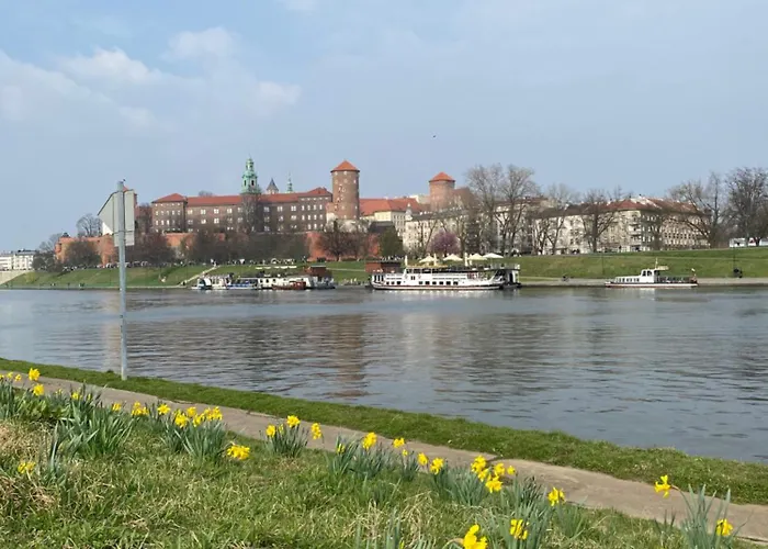 Mimosa * كراكوفيا